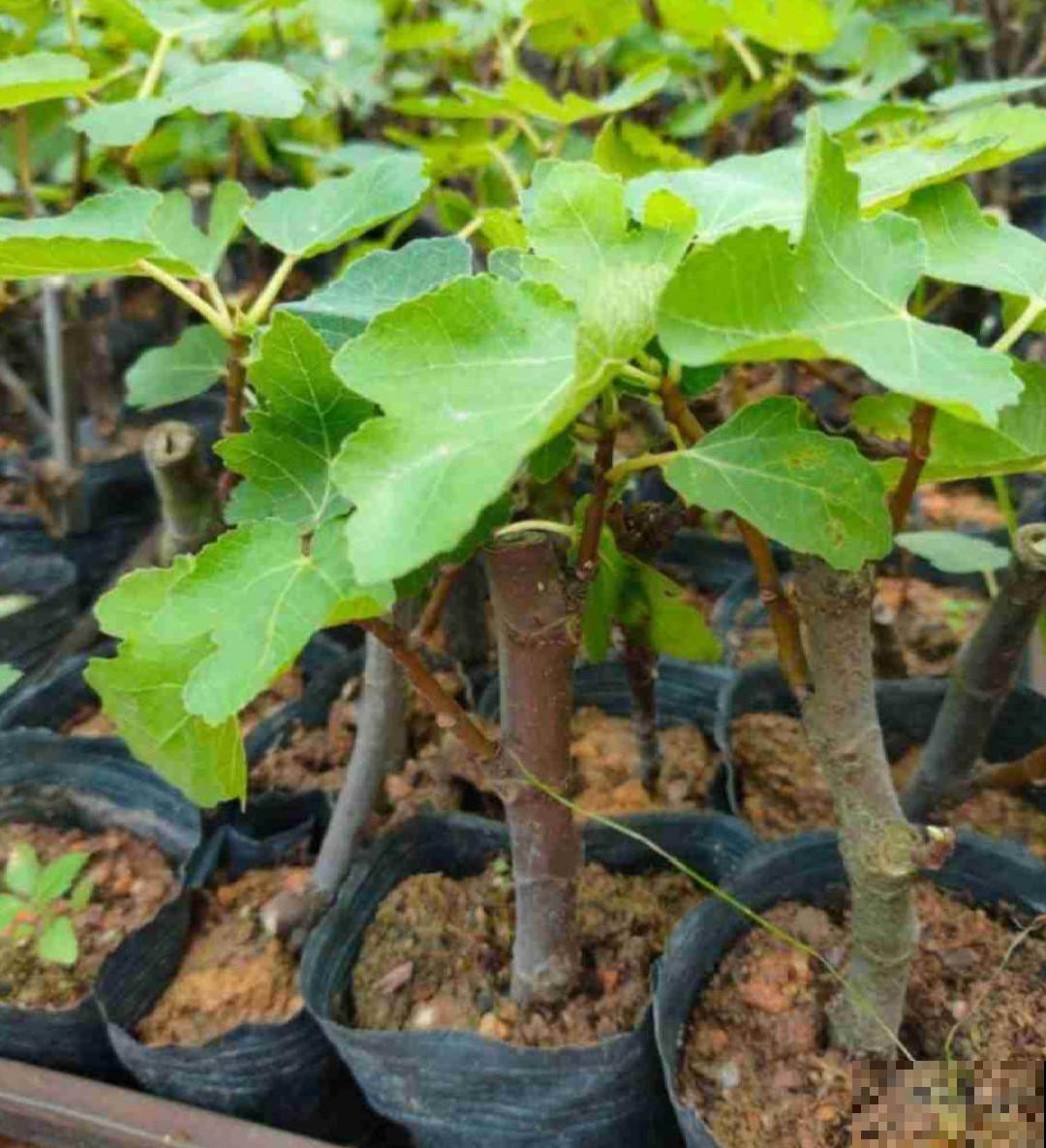 立秋后，7种花要扦插，满盆开花结果子