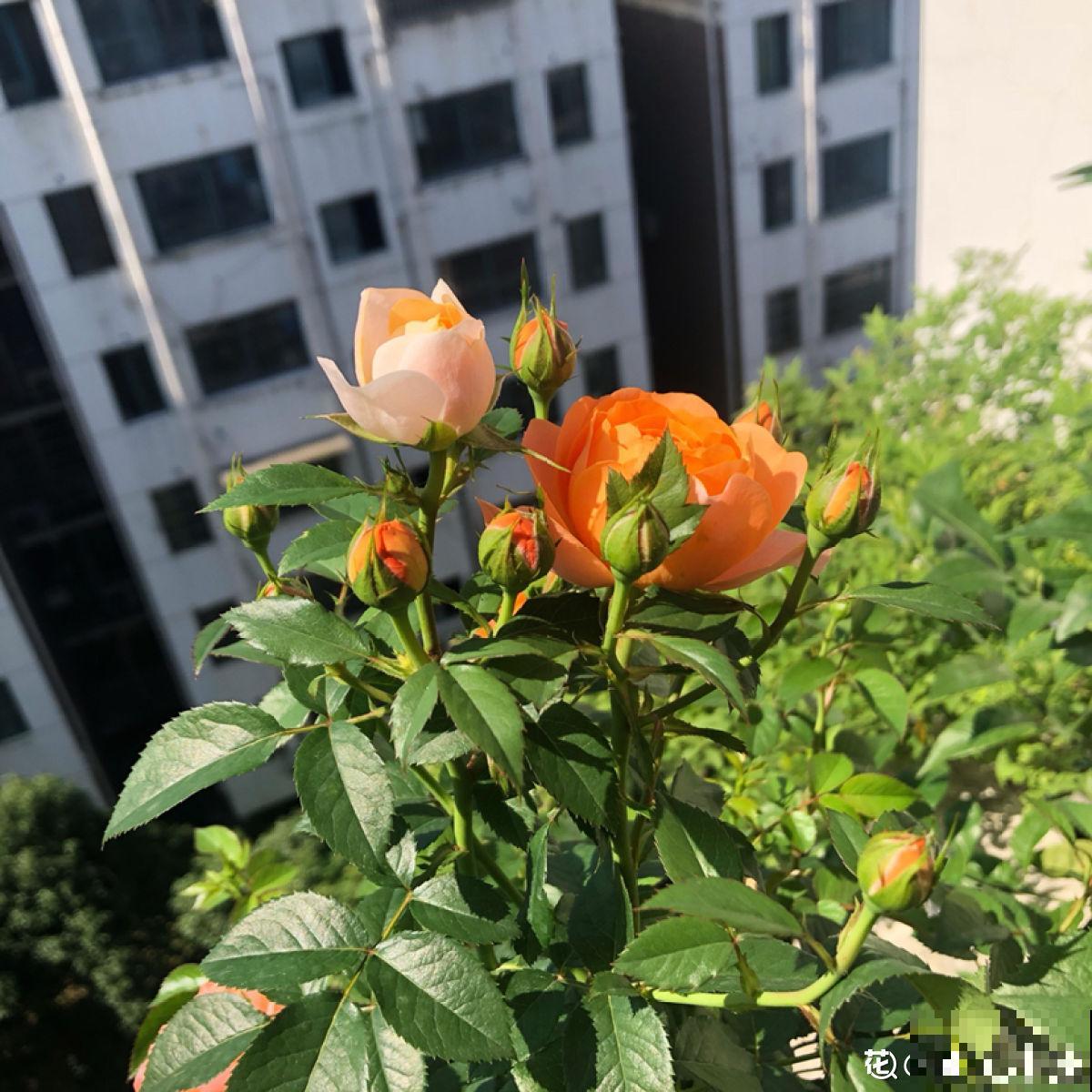 植物中的“变脸怪”,一天的时间就变色,究竟是为啥 植物中的“变脸怪”,一天的时间就变色,究竟是为啥