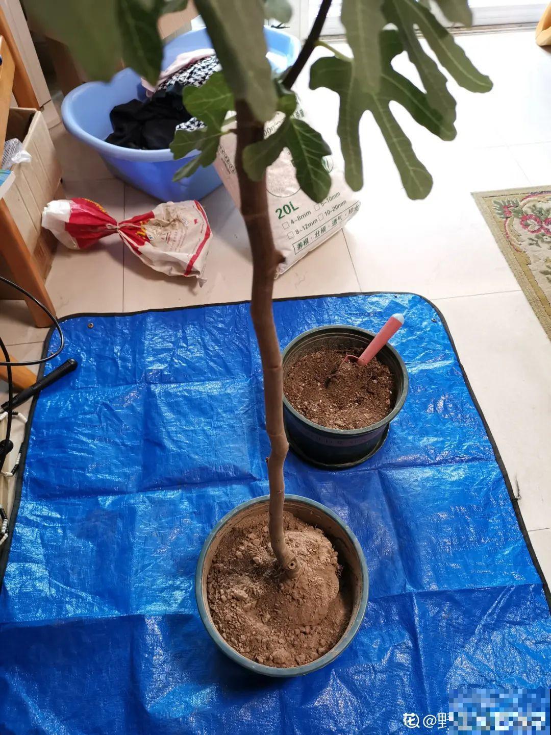 9种土别拿来养花,对花不好,容易黄叶烂根 9种土别拿来养花,对花不好,容易黄叶烂根