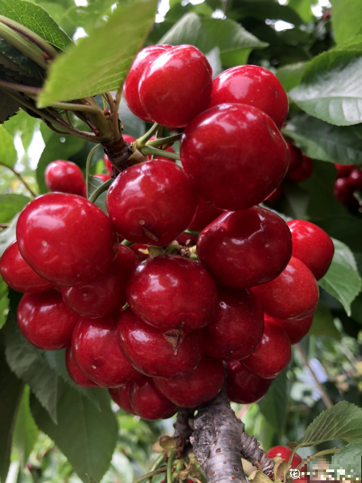 山东也是水果之乡！5种山东特色水果，你吃过几种