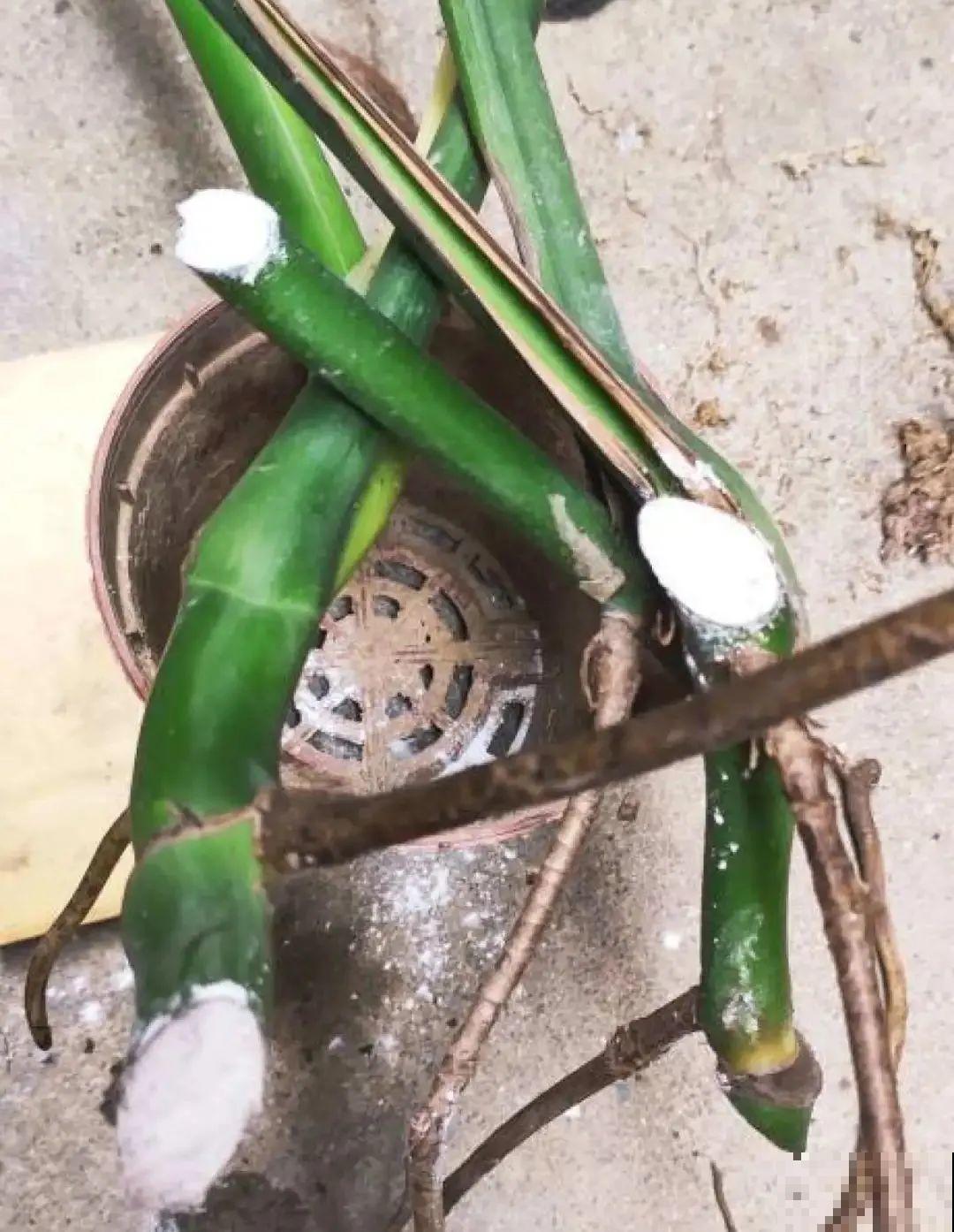 夏天看见气生根,赶紧剪下来,插土里就活 夏天看见气生根,赶紧剪下来,插土里就活