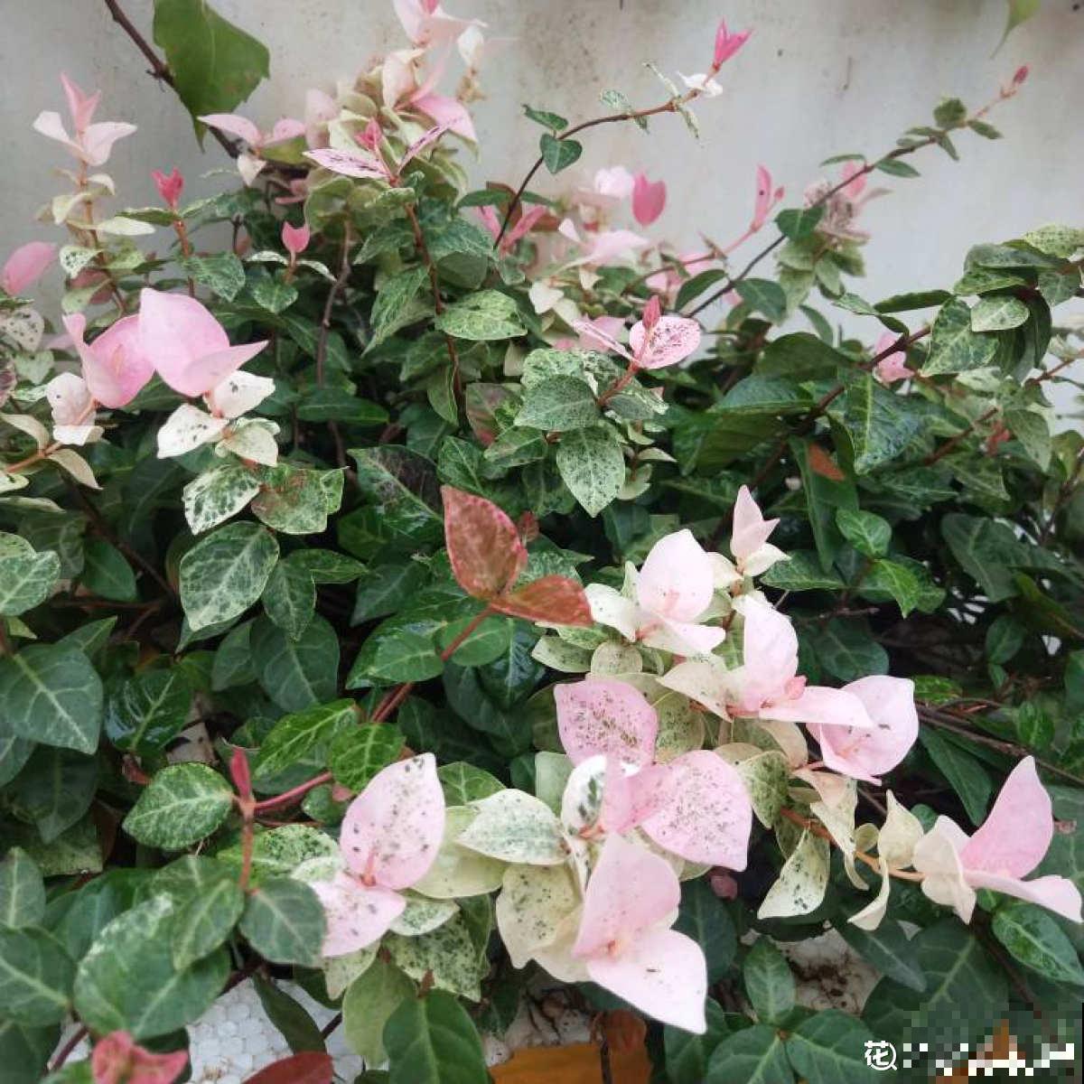 别养绿萝了,这6种彩叶花,家里没光也能养,颜值超高 别养绿萝了,这6种彩叶花,家里没光也能养,颜值超高