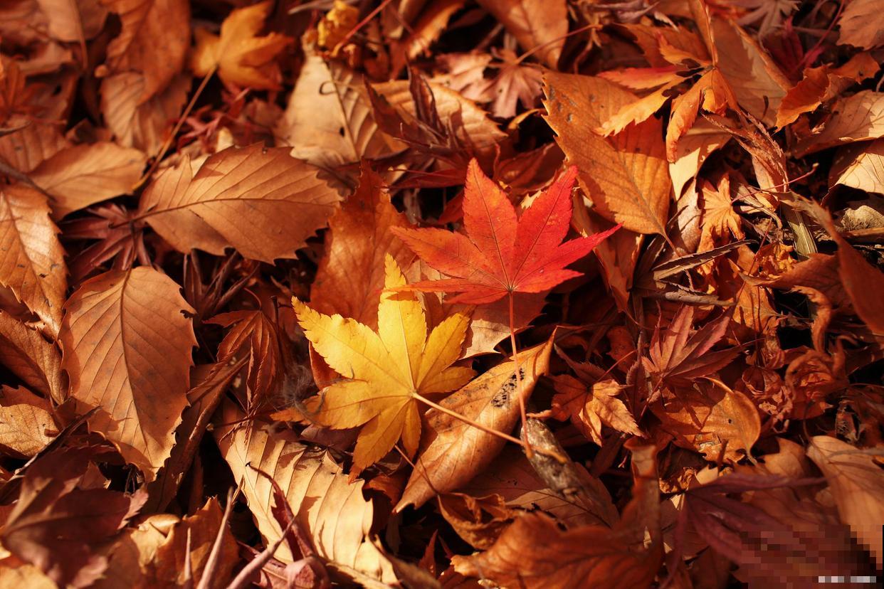 枫叶代表什么象征意义？