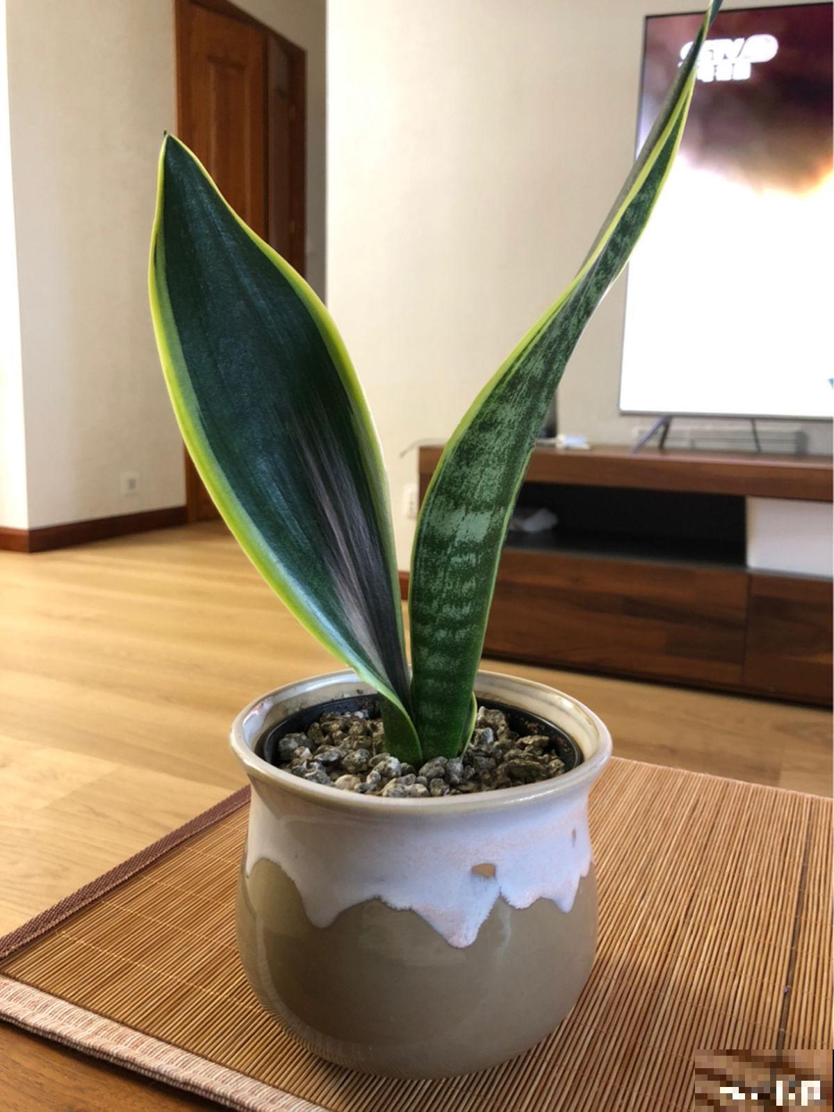 需要“穷养”的3种花，盆越小，水越少，长得越壮实