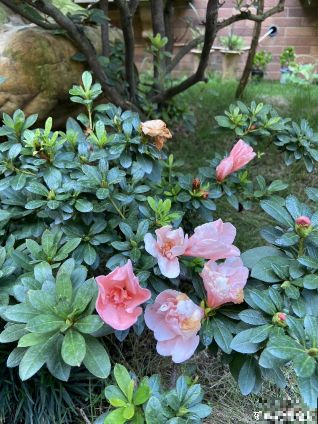 夏天养杜鹃，真是够难的，要注意6个要点