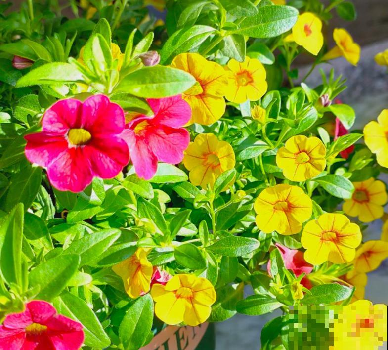 有个小院子可头疼了，新手不知种什么花，快来看看