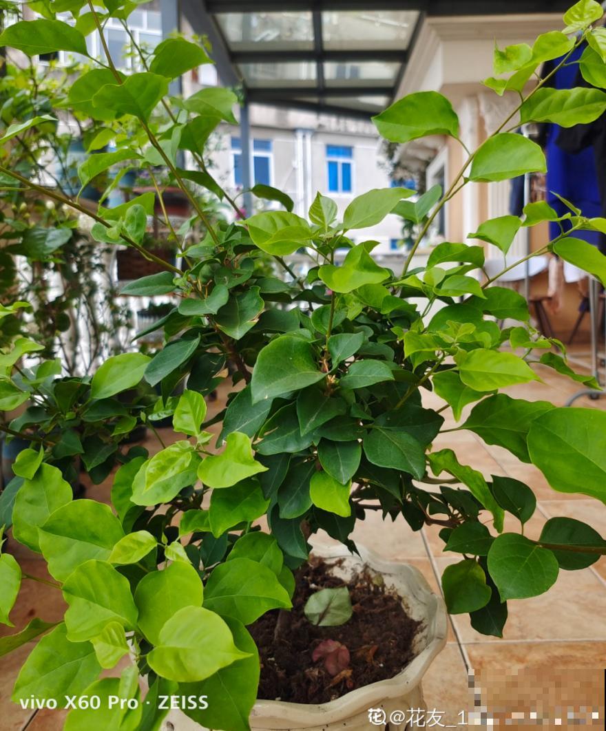 三伏天也要施肥的花，花肥喷一喷，促进开花