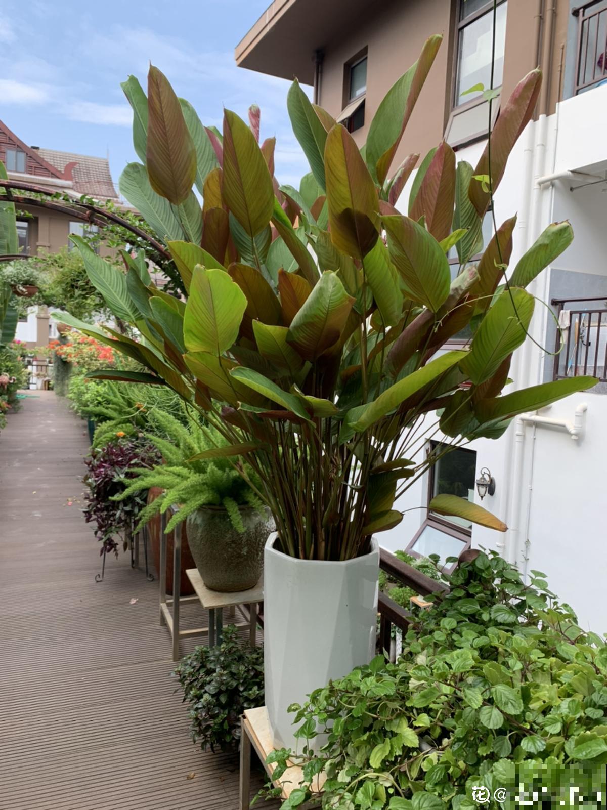 老两口花了一辈子积蓄，买了个郊区别墅养花，住了两年后悔了