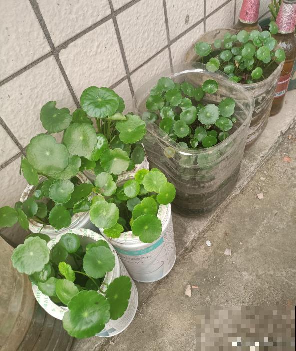 要金钱还是要铜钱，金钱草和铜钱草养哪个最好？