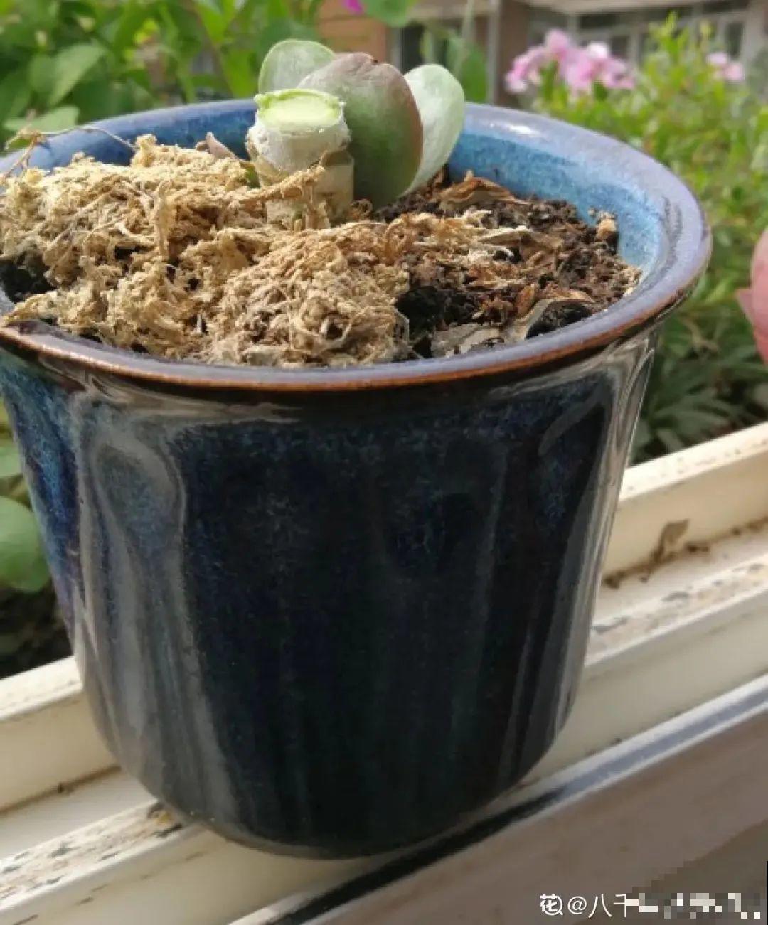 夏天看见气生根,赶紧剪下来,插土里就活 夏天看见气生根,赶紧剪下来,插土里就活