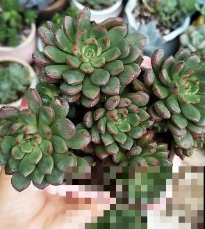 红宝石由绿变红,只需注意这5点,从众多肉中脱颖而出 红宝石由绿变红,只需注意这5点,从众多肉中脱颖而出