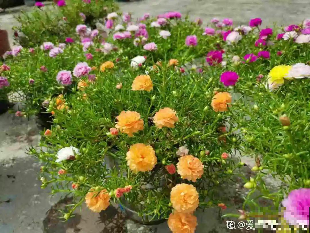 6种花耐高温，夏天也能养开花