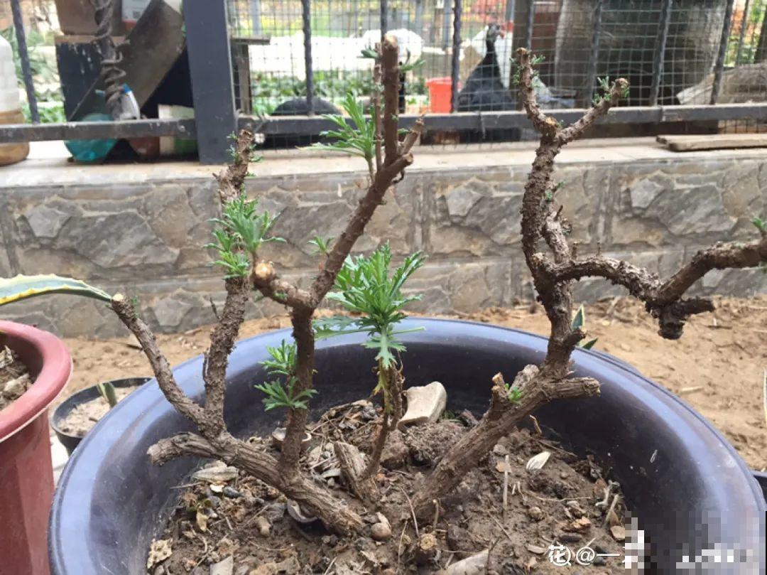 现在给花剪一刀,剪成一个“小平头”,呼呼冒芽爆盆 现在给花剪一刀,剪成一个“小平头”,呼呼冒芽爆盆