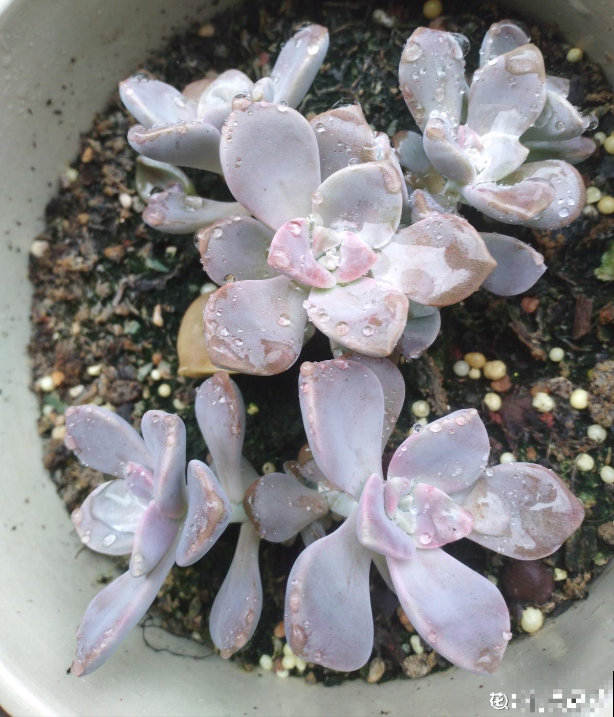 多肉出现这4个症状，就是生病了，再不注意全是隐患