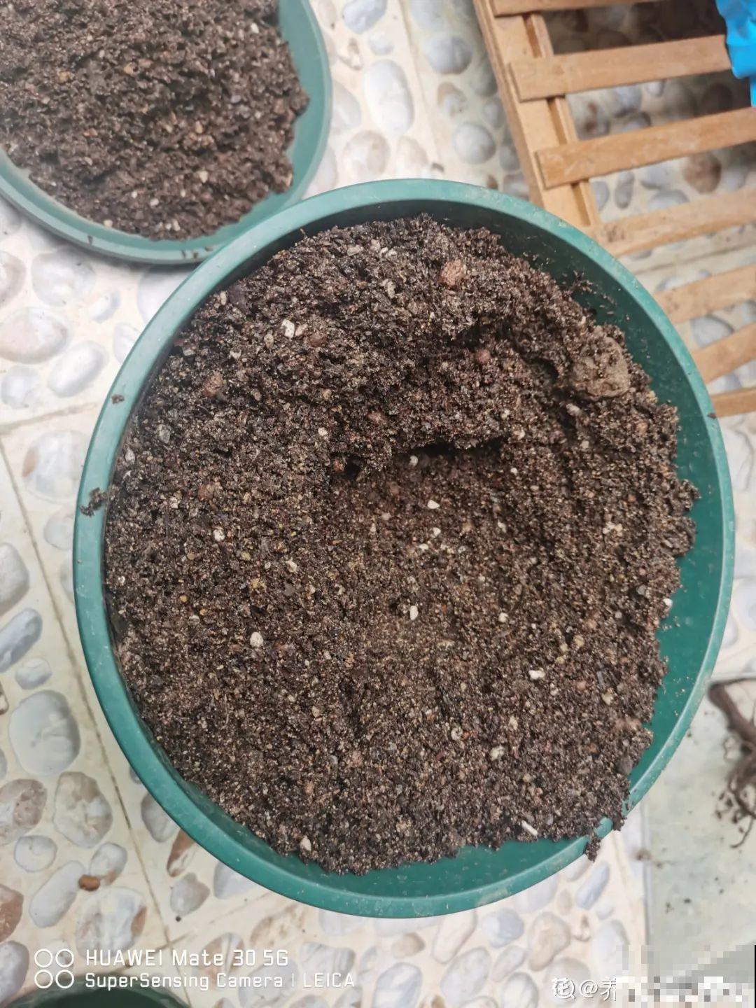 换盆时间到,换好后植物呼呼长,不换全年不开花 换盆时间到,换好后植物呼呼长,不换全年不开花