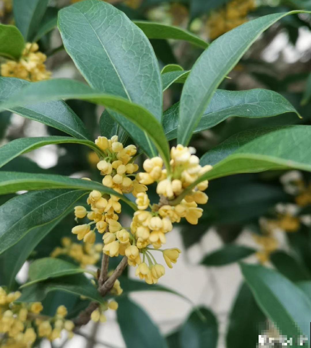 8月后，6种花别修剪，小心以后不开花