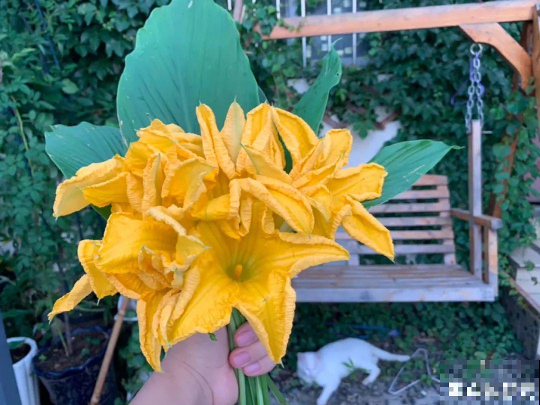 家门口的木槿花，裹上面炸一炸，外酥里嫩香喷喷