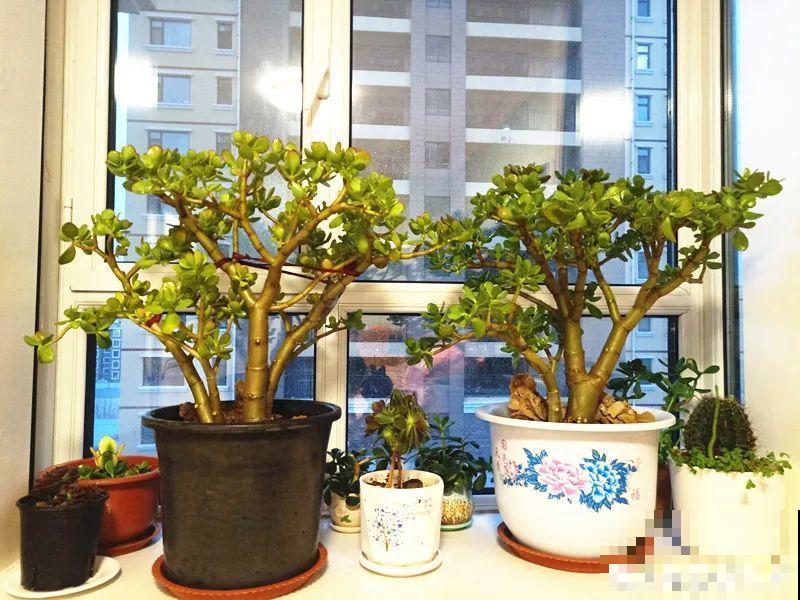 夏天养花，就怕乱浇水，千万不能积水