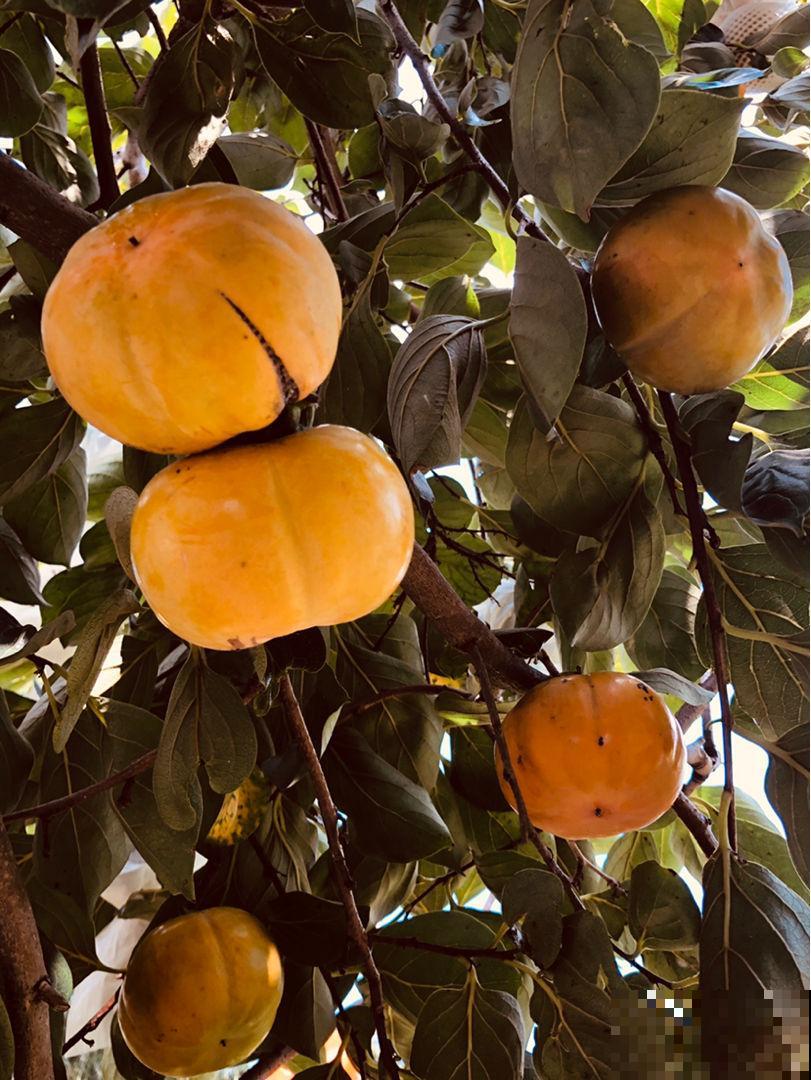 柿子树结果质量差，只差夏季的3步修剪，现在做还来得及