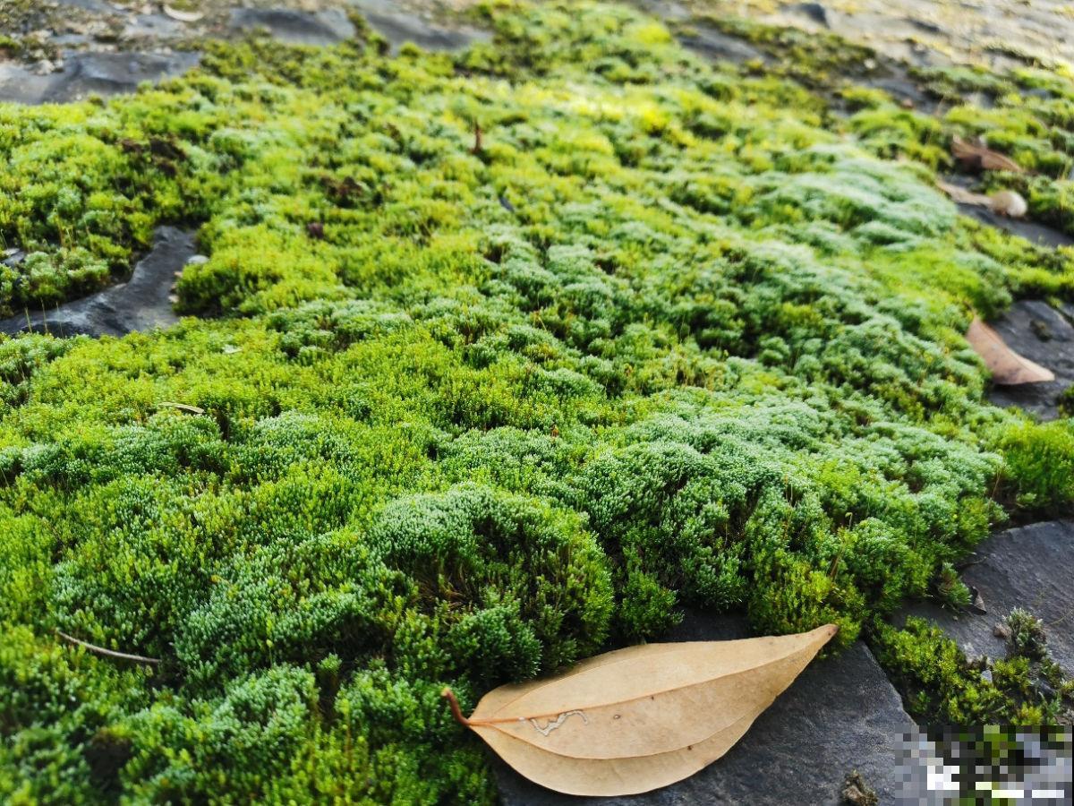 别看苔藓薄薄一层，用处真不少，还特别好养活
