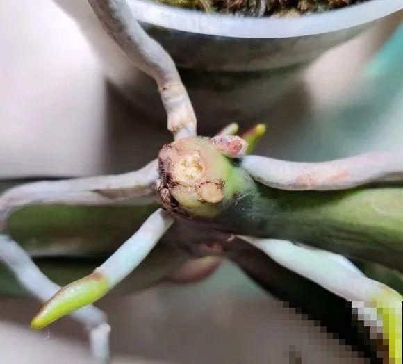 夏天看见气生根,赶紧剪下来,插土里就活 夏天看见气生根,赶紧剪下来,插土里就活