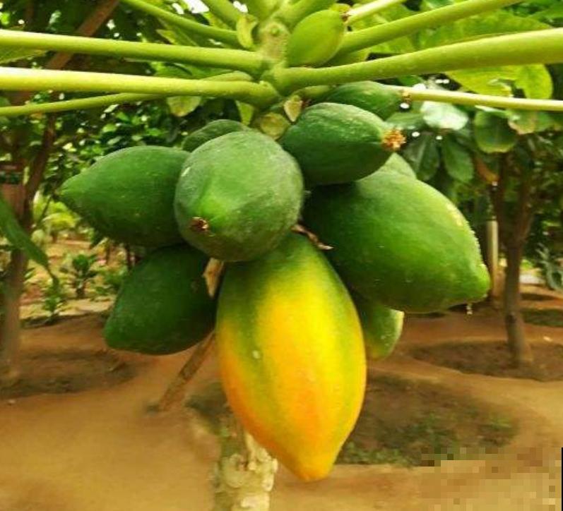 夏季水果丰富，适当多吃这4种，补充维C水分充足