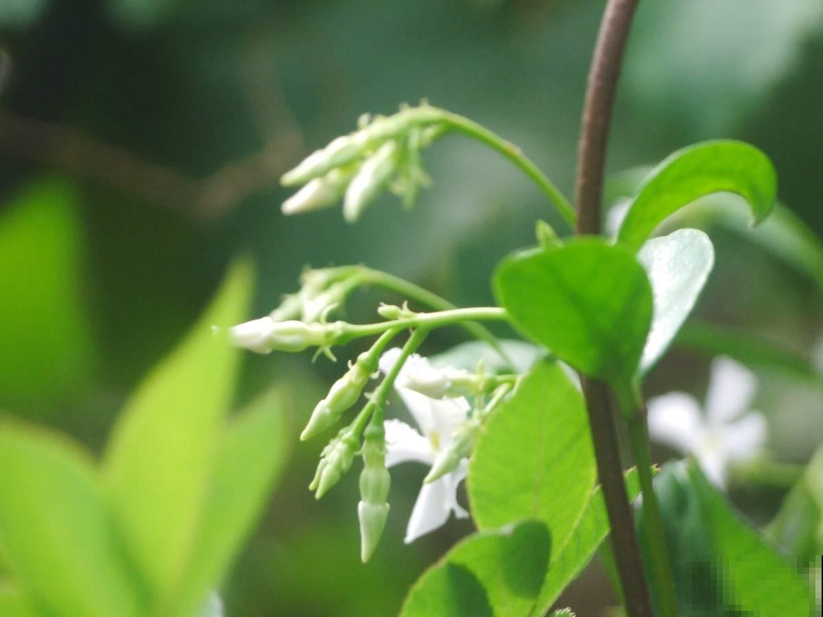 家里养花长不好？看好5个要点，小白也能把花养好看