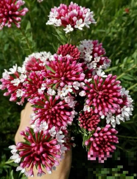 4种花喜欢恶劣环境，环境越差，长势反而更旺