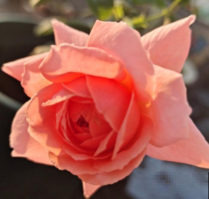 爱上养花之后,会被5种福气包围,花友:太幸福了! 爱上养花之后,会被5种福气包围,花友:太幸福了!