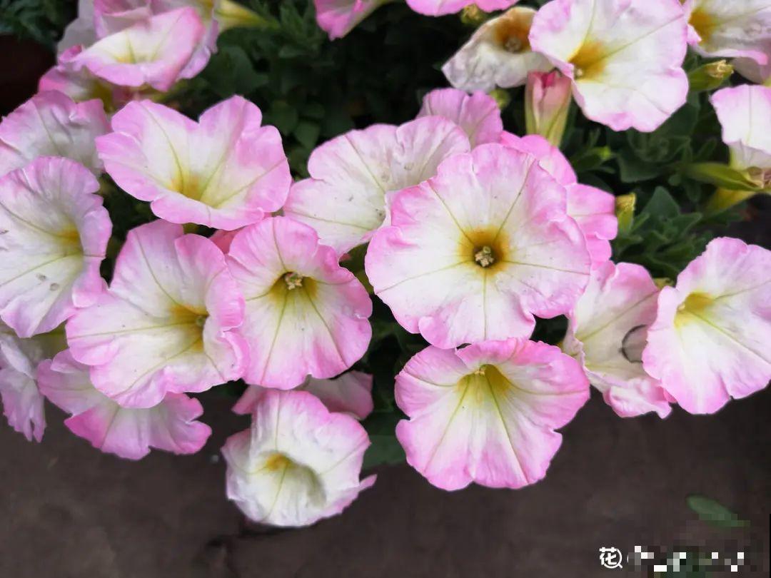 10种花并不是一次性,掌握养护要点,还能复花 10种花并不是一次性,掌握养护要点,还能复花