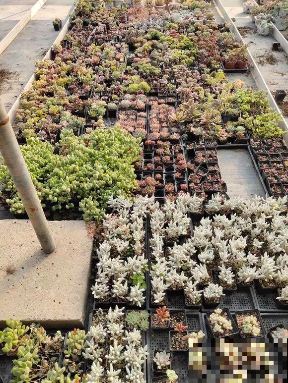 平时的“贵货花”,路边扔了一卡车,赶紧捡回家 平时的“贵货花”,路边扔了一卡车,赶紧捡回家