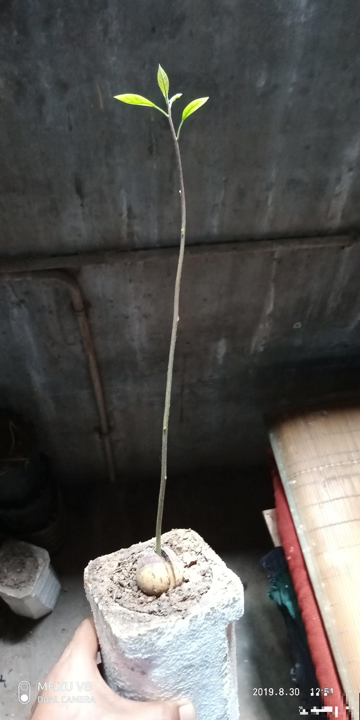 1粒种子几块钱，掌握6个养护方法，结出的果实可达几百块