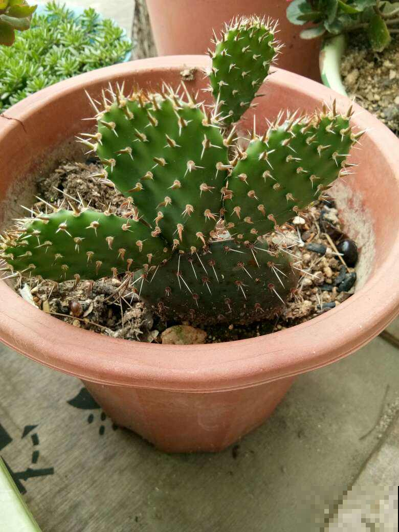 当心！4类植物请远离卧室，你还不知道吗？