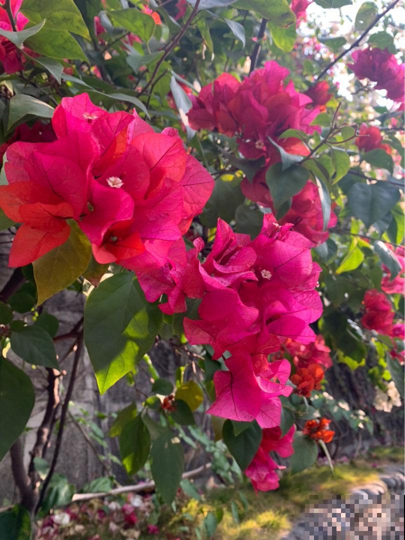 耐旱皮实的三角梅，一年能开大半年，真怕累坏它