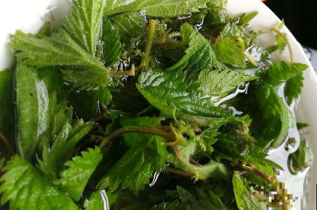 家门口长出这10种草,赶紧拔掉,不然会惹麻烦 家门口长出这10种草,赶紧拔掉,不然会惹麻烦