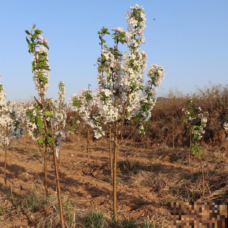 家里养盆海棠花，4个养护要点要记住，植物养得超壮
