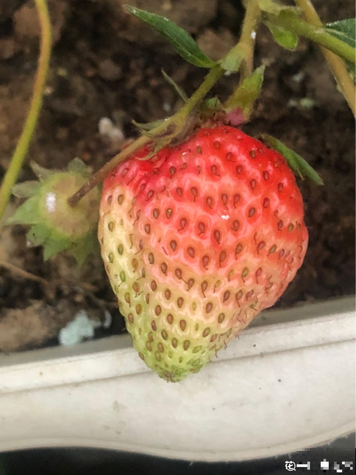 7种最适合阳台养殖的水果，成活率高，果香飘满屋