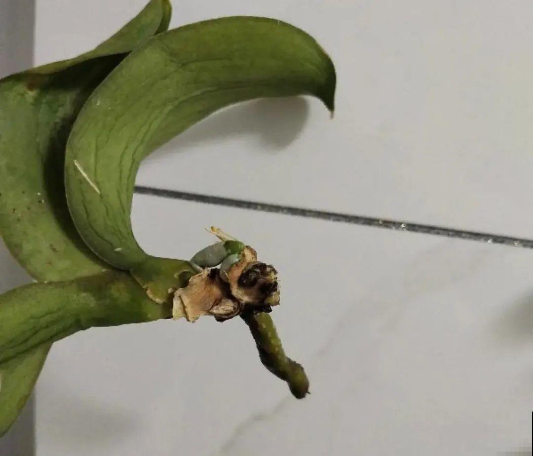 警惕秋老虎，别让你的花，度过夏天，却死在秋天