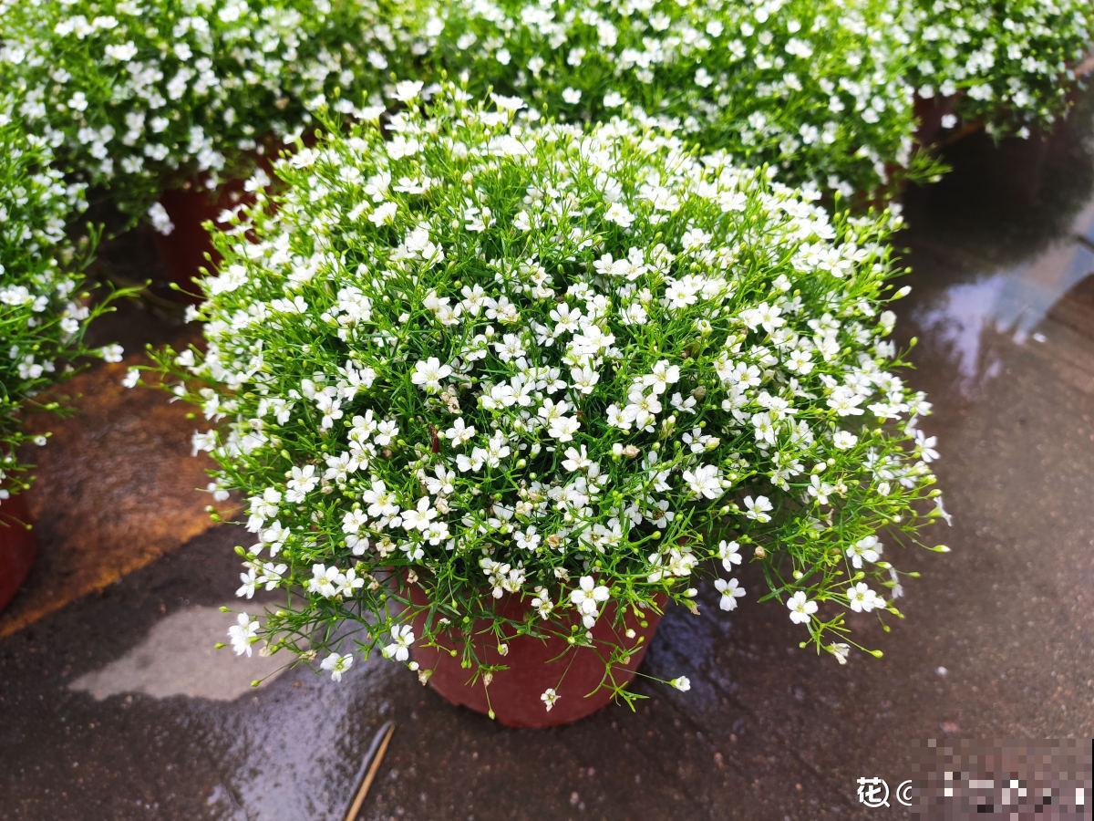 4种花正是秋播好时候，播种技巧要学会，冒出满盆小绿芽