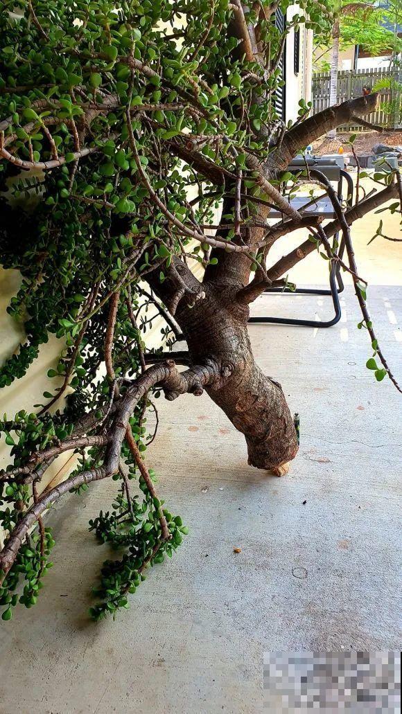 三伏天,8种花进入“鬼门关”,切莫大意 三伏天,8种花进入“鬼门关”,切莫大意