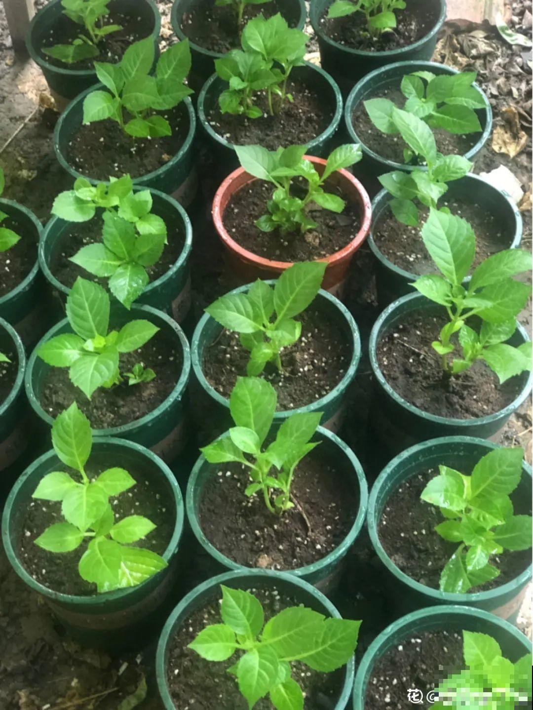 6月份扦插，选好合适的植物品种，沾土、泡水都能活