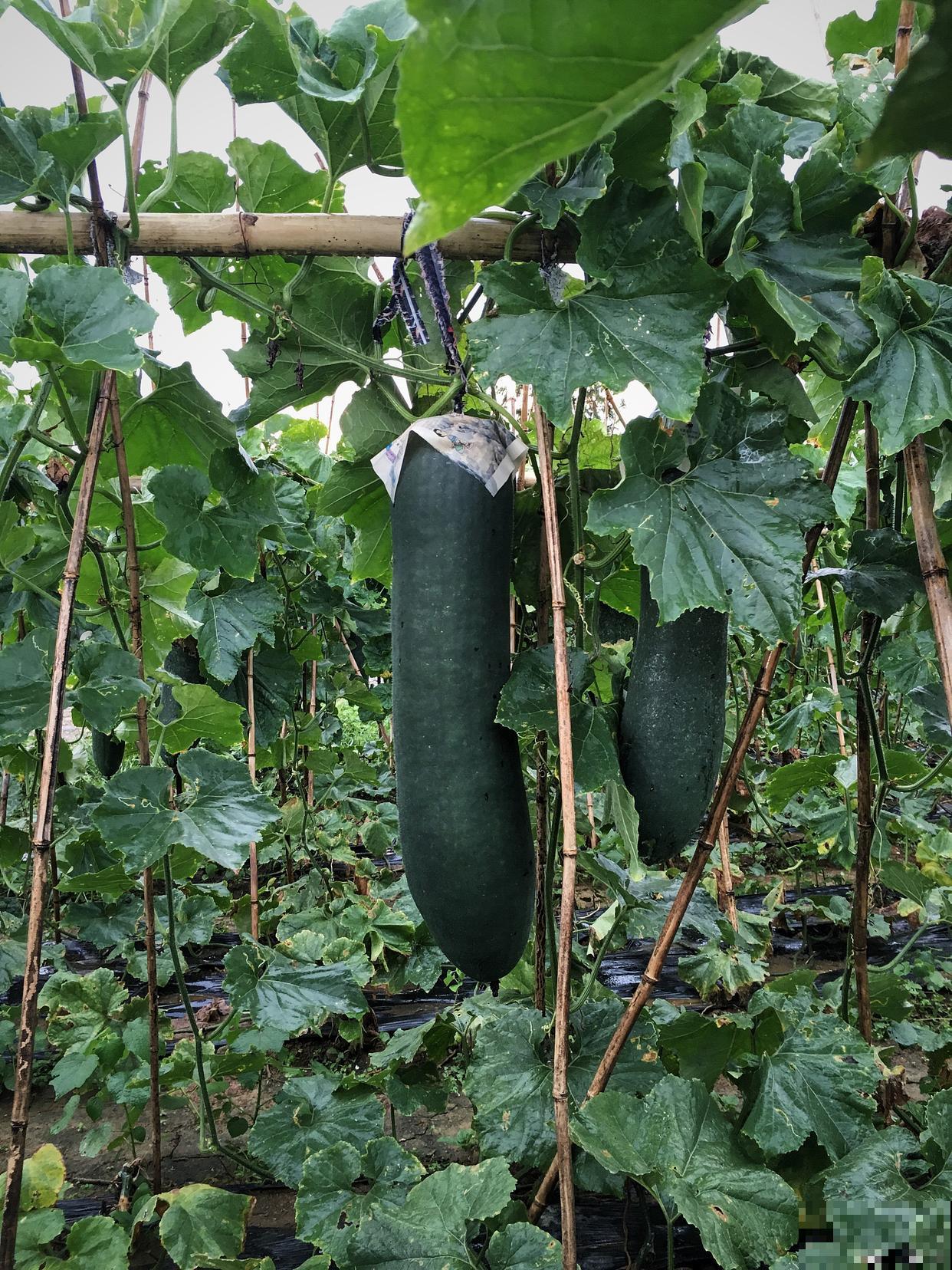 冬瓜个子矮，3个技术掌握好，冬瓜沉得抬不动