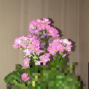 100种常见花,今天终于知道叫什么名了,建议收藏 100种常见花,今天终于知道叫什么名了,建议收藏