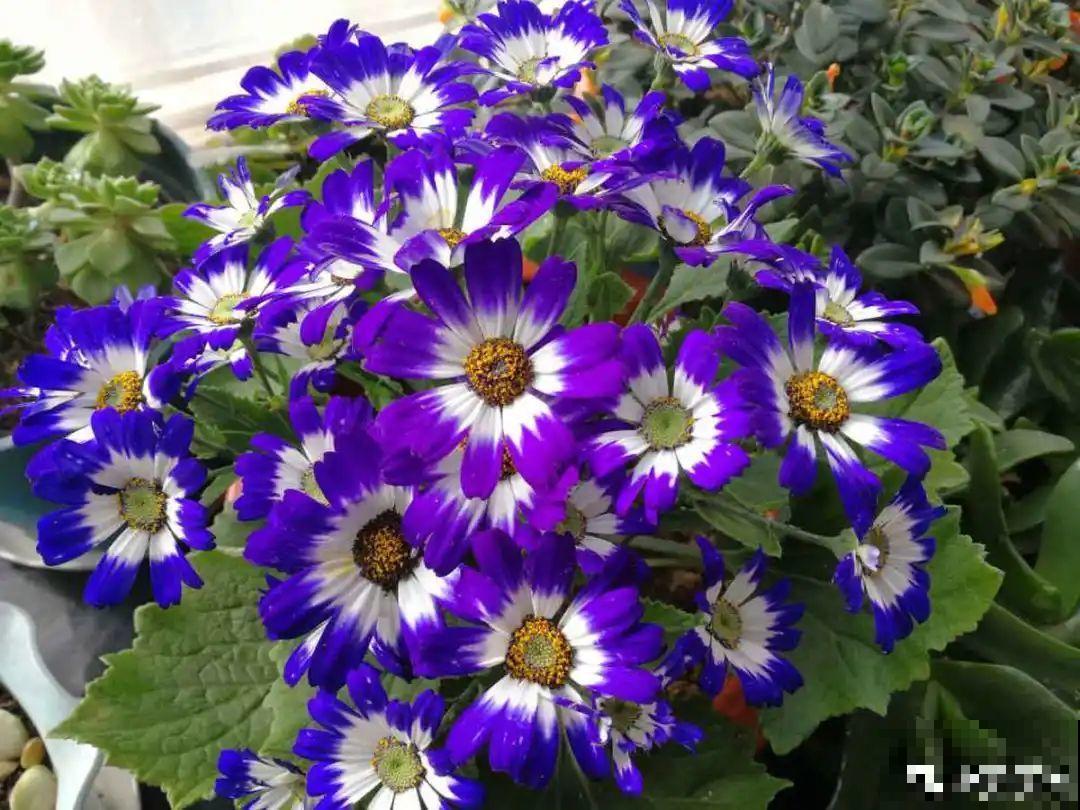 10种花并不是一次性,掌握养护要点,还能复花 10种花并不是一次性,掌握养护要点,还能复花