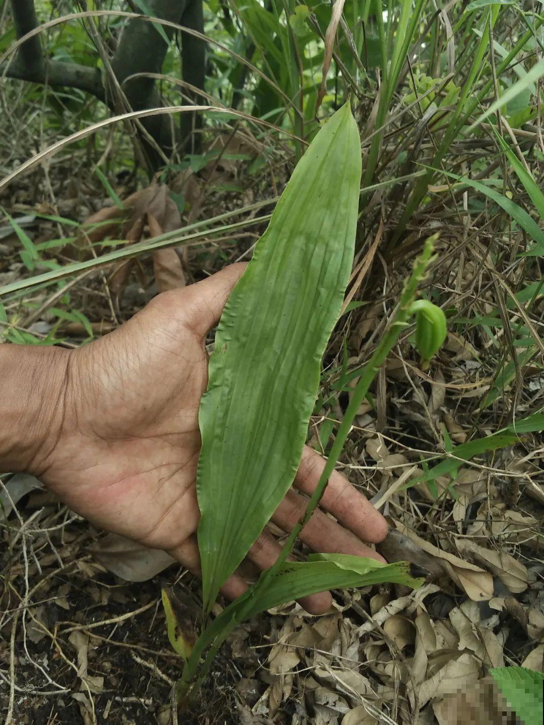 看到稀奇花，不认识的别去挖，可能会触犯法律
