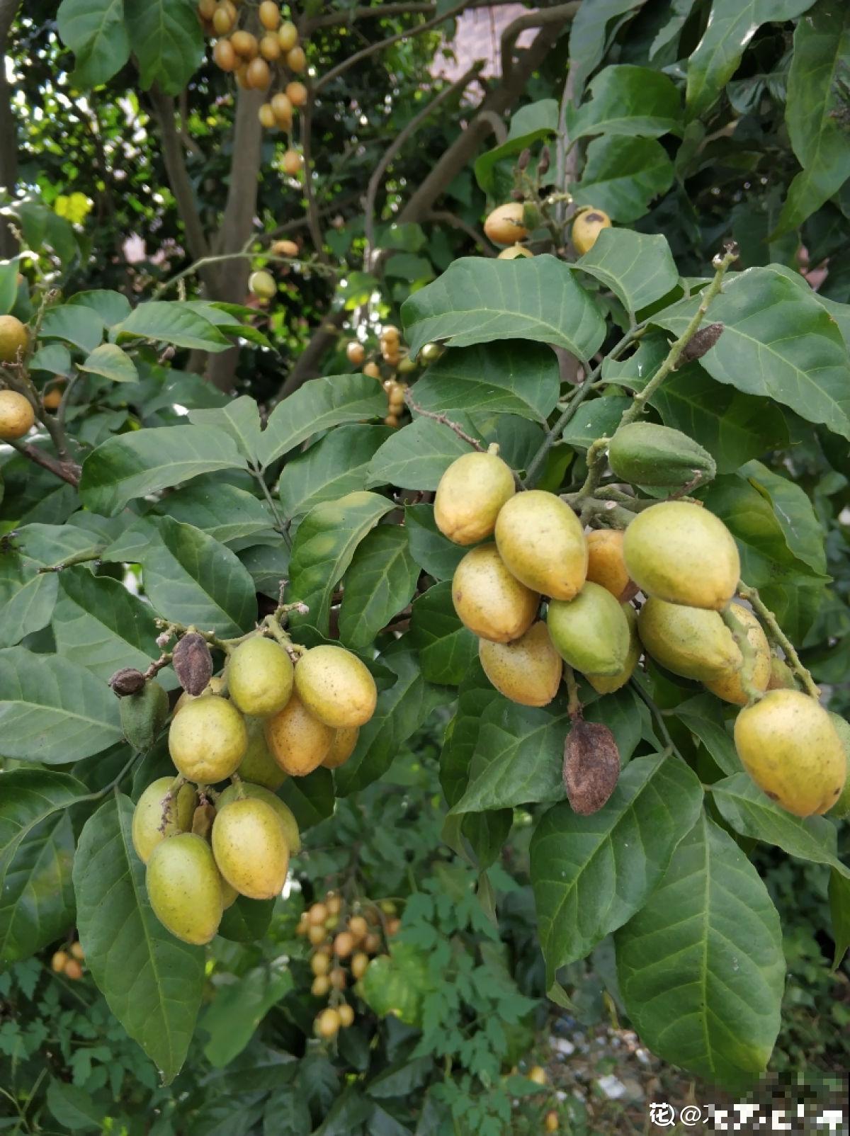 南方常见的黄皮果，妥妥的“黄水晶”，咬一口直流口水