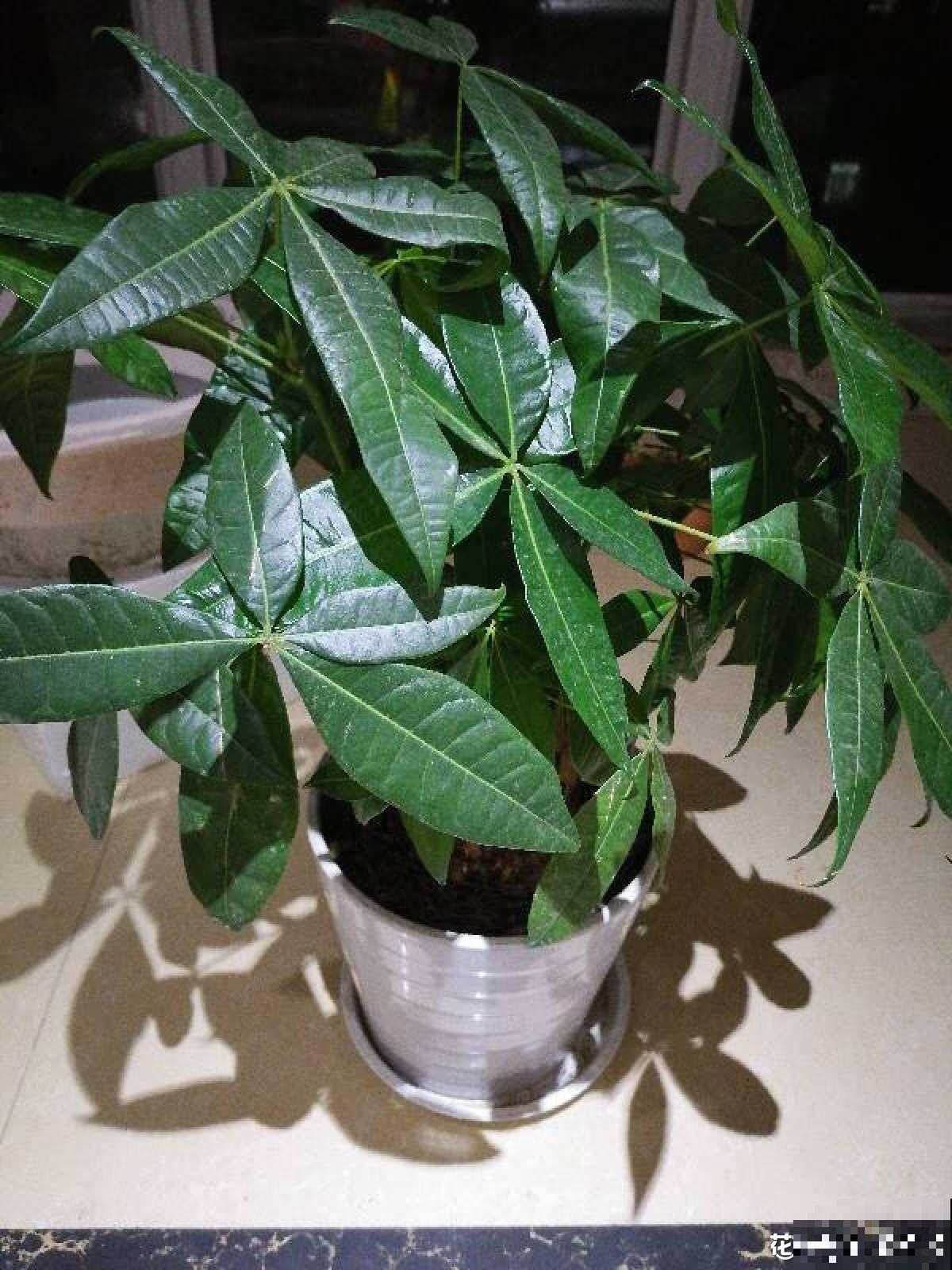 发财树不会剪？修剪工作做得好，整洁又美观