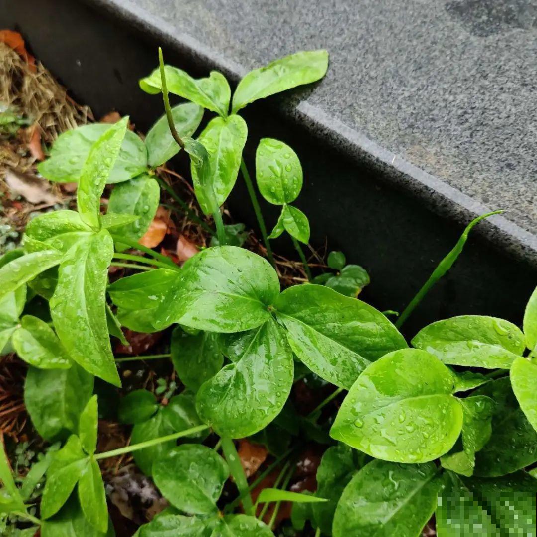 家门口长出这10种草,赶紧拔掉,不然会惹麻烦 家门口长出这10种草,赶紧拔掉,不然会惹麻烦