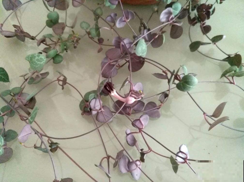 耐阴好养的“绿窗帘”，掐根枝条就能养，屋里没光也能长爆盆