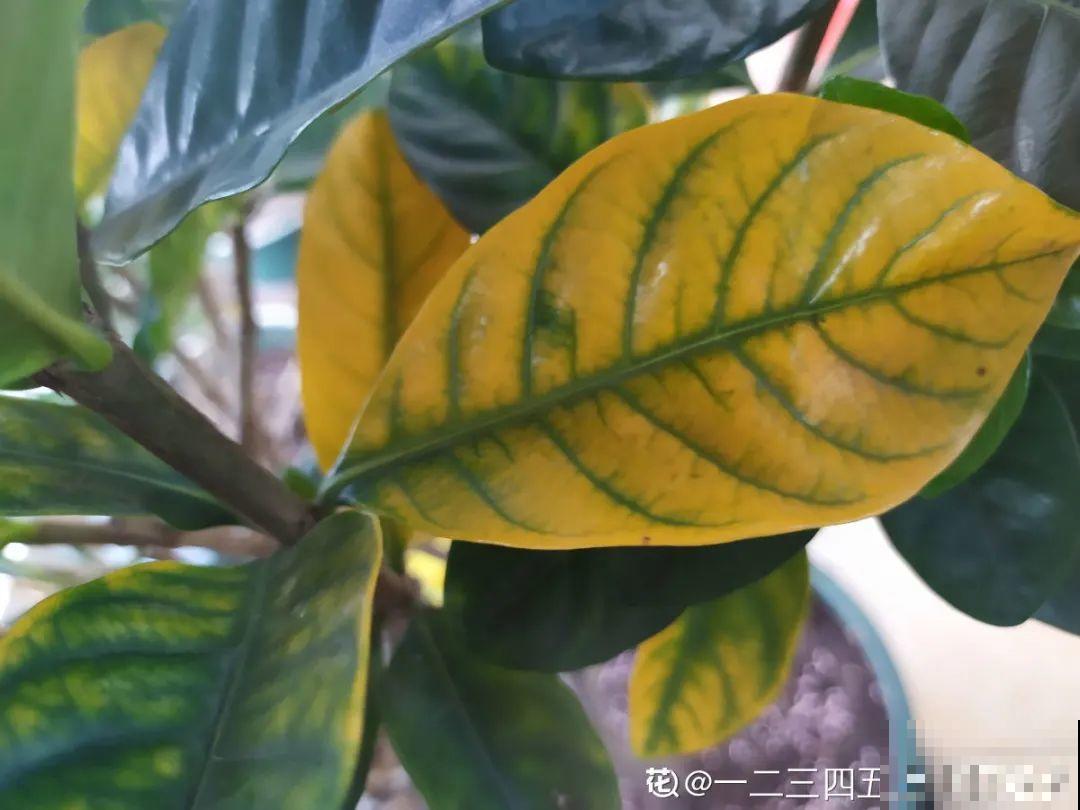 百合开花后，养分消耗太大，补充肥料是关键